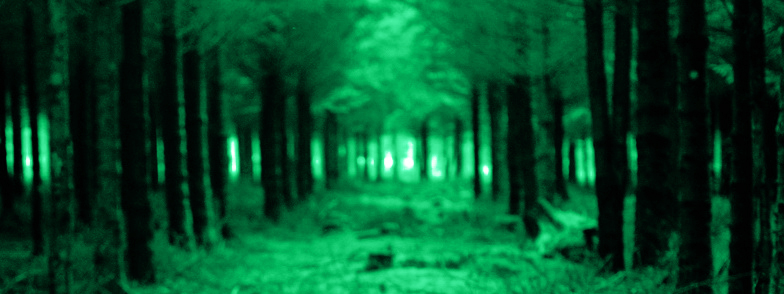 forestperspective
